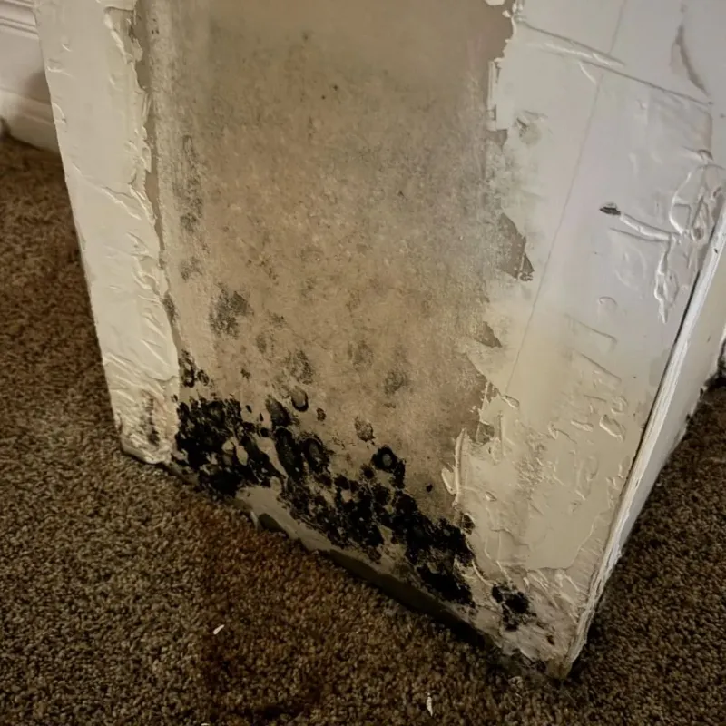 Professional Mold Removal in La Villa, TX